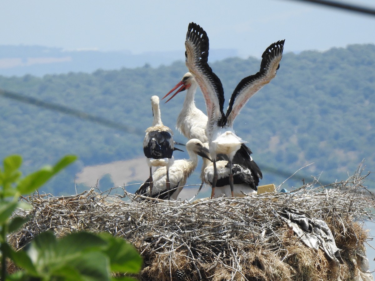 White Stork - ML610654662