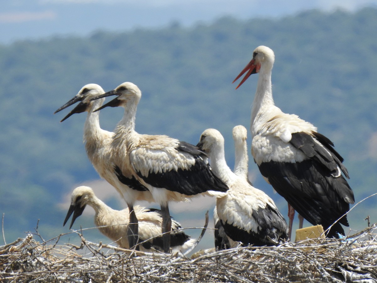 White Stork - Zeynep Sever