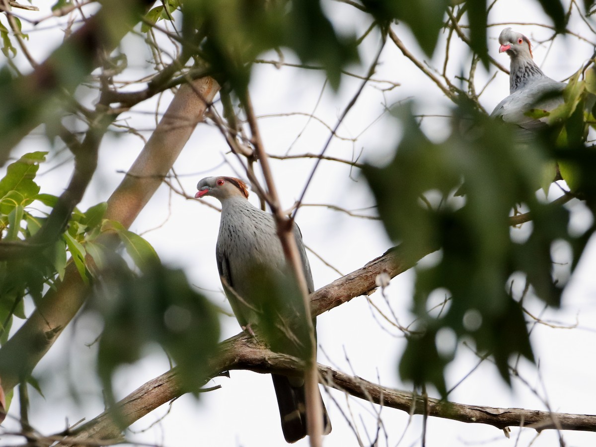 Topknot Pigeon - ML610654668