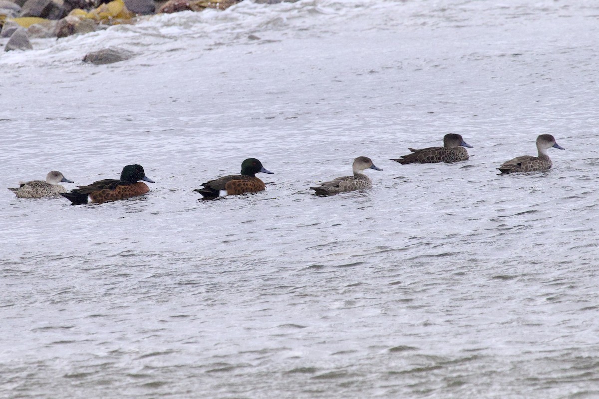 Chestnut Teal - Claire Christensen