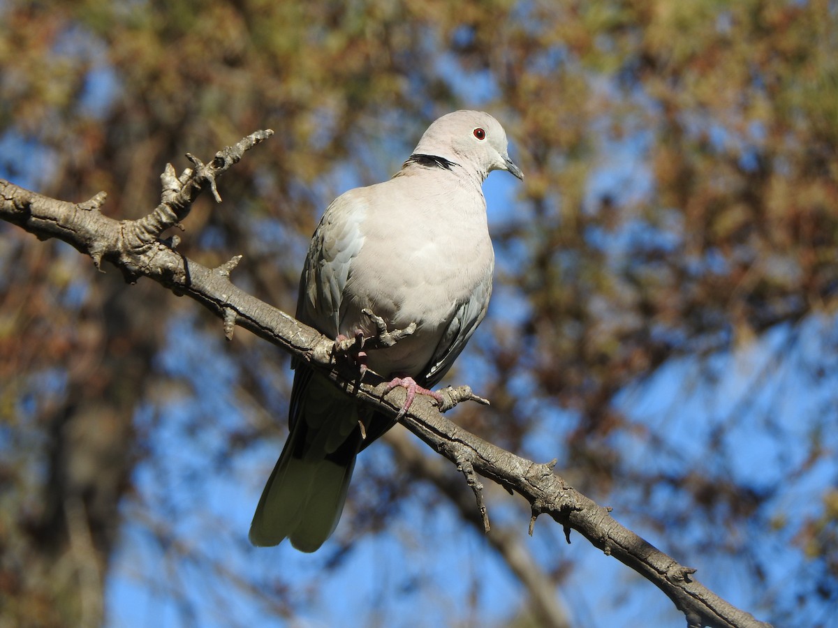 Eurasian Collared-Dove - Adrián Bartolomé Husson