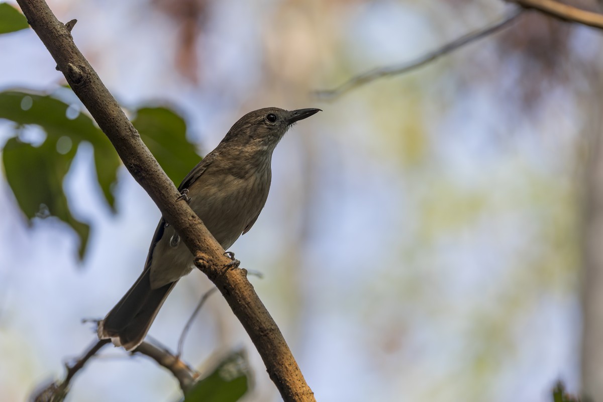 Arafura Shrikethrush - ML610654757