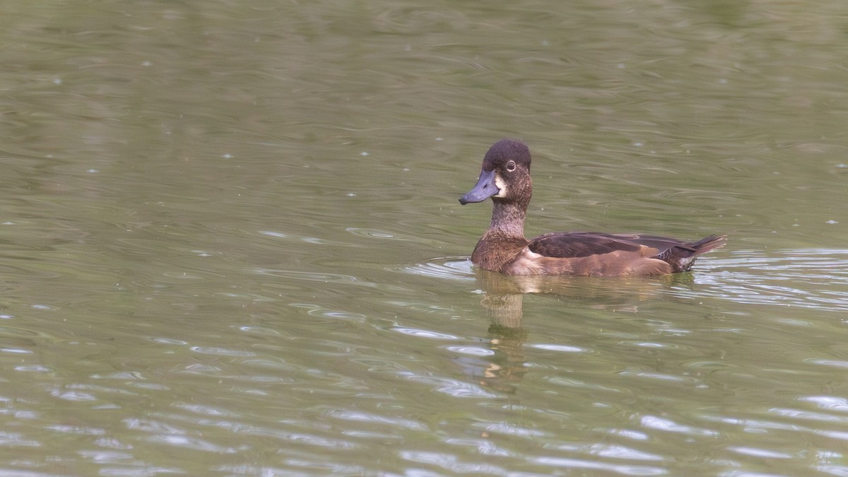 Ring-necked Duck - ML610654768