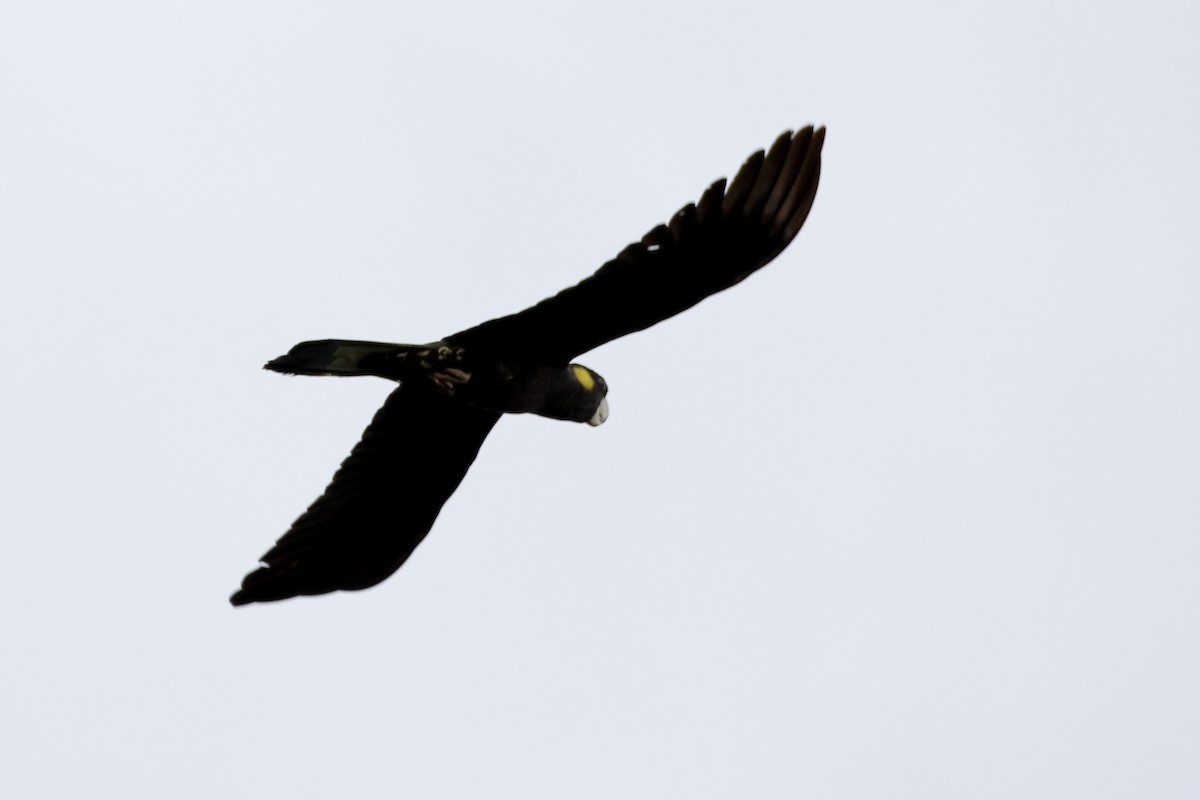 Yellow-tailed Black-Cockatoo - Rolo Rodsey