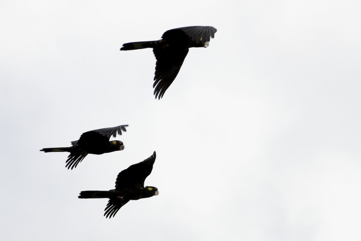 Yellow-tailed Black-Cockatoo - Rolo Rodsey