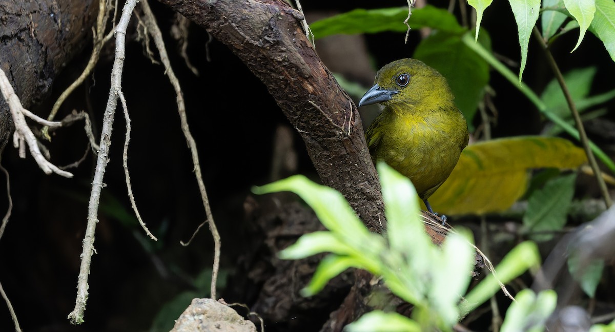 Carmiol's Tanager - Friedemann Arndt