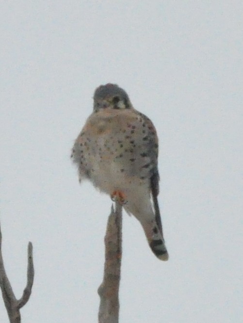 American Kestrel - ML610654835