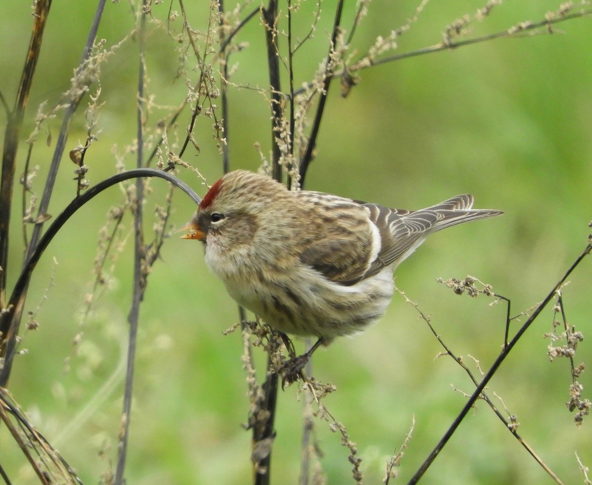 Common Redpoll - ML610654836