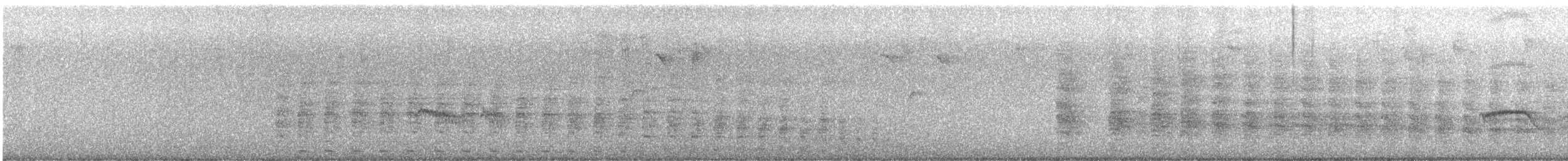 Râle tapageur (groupe caribaeus) - ML610654841