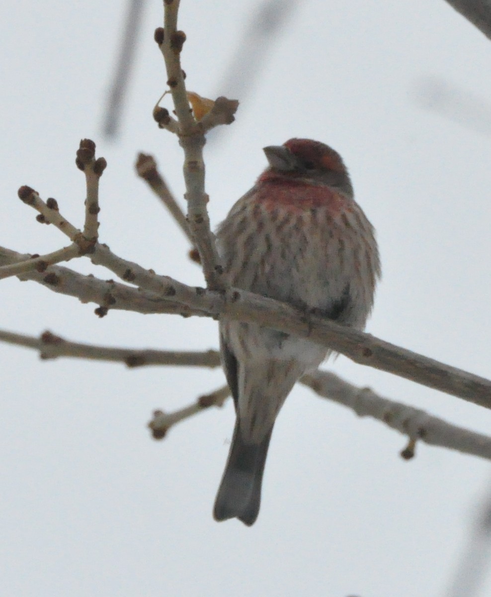 House Finch - ML610654842