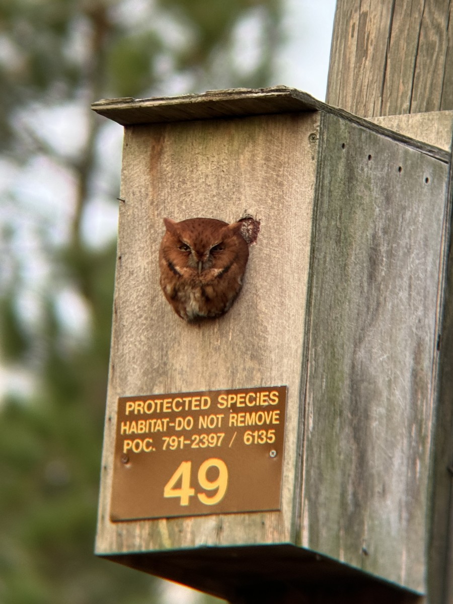 Eastern Screech-Owl - John Patten Moss