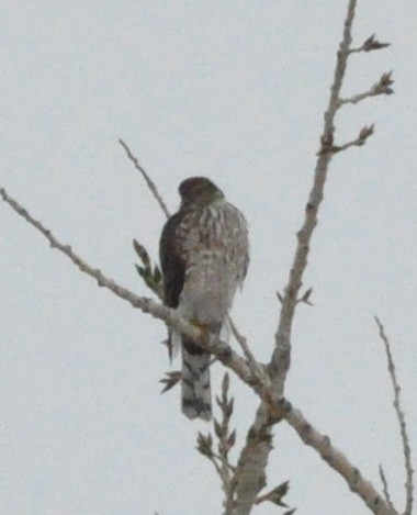 Sharp-shinned Hawk - Jasper Myles