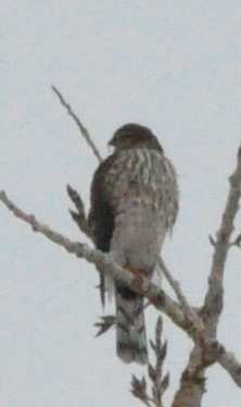 Sharp-shinned Hawk - ML610654887