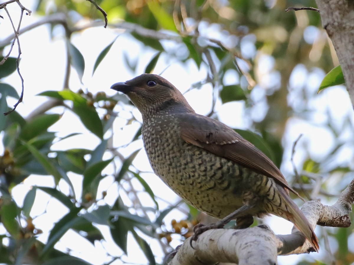 Satin Bowerbird - ML610654896