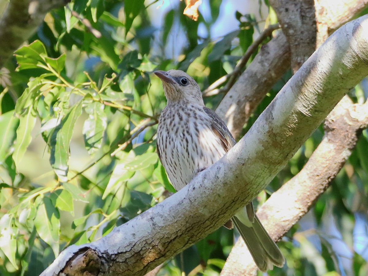 Australasian Figbird - ML610654901