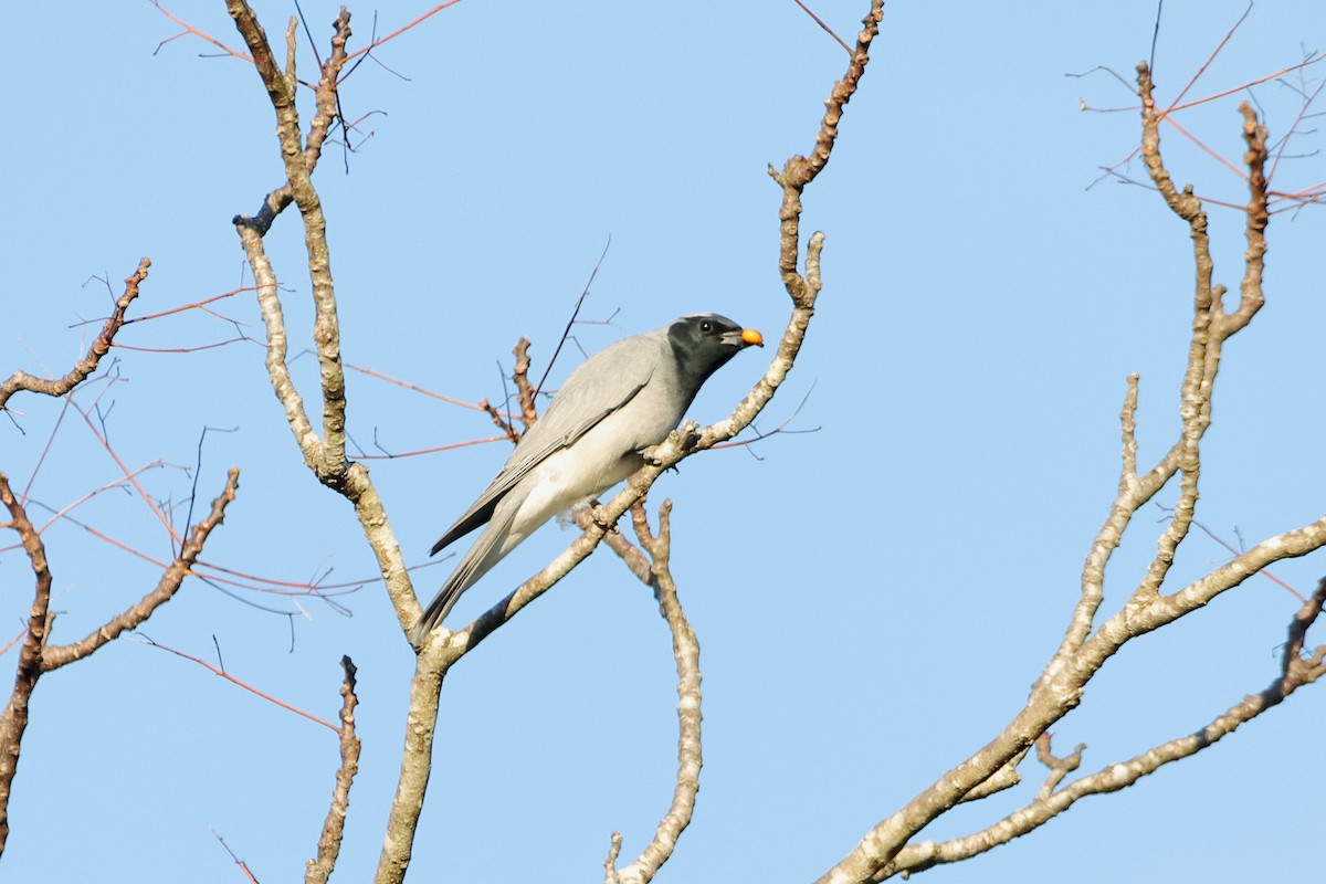 Black-faced Cuckooshrike - ML610654906
