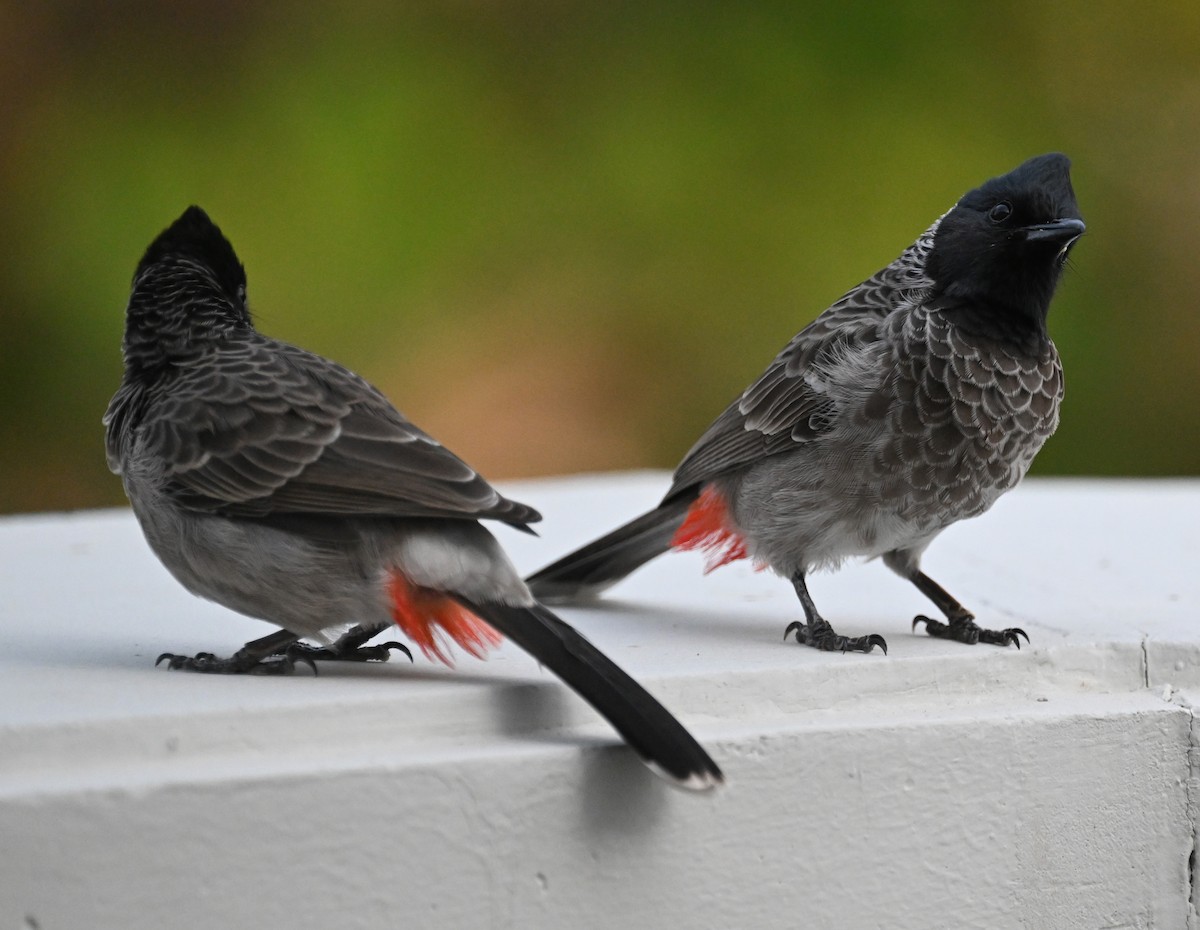 Red-vented Bulbul - ML610655010