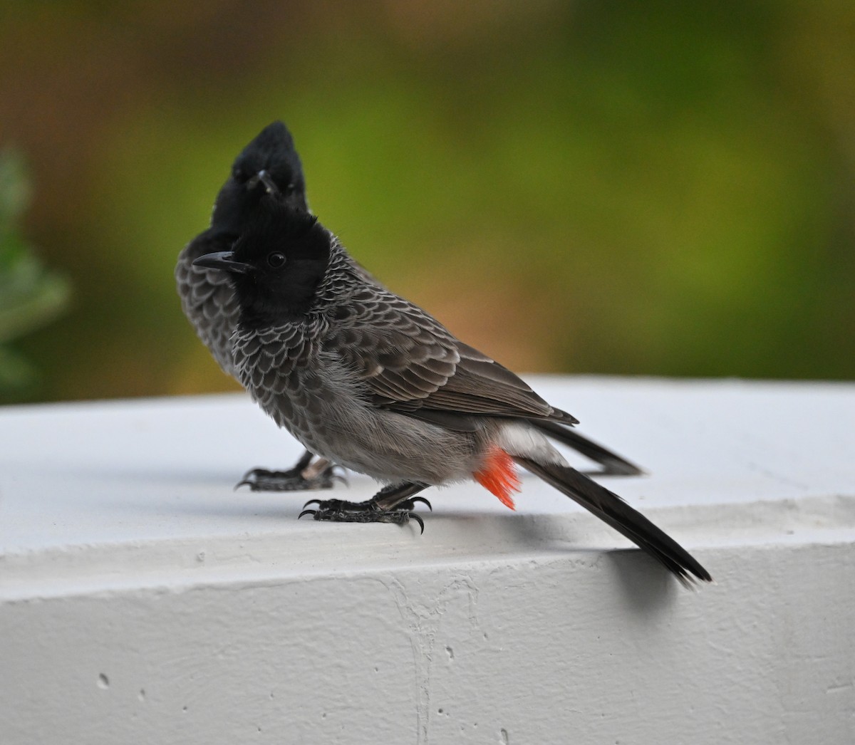 Red-vented Bulbul - ML610655012