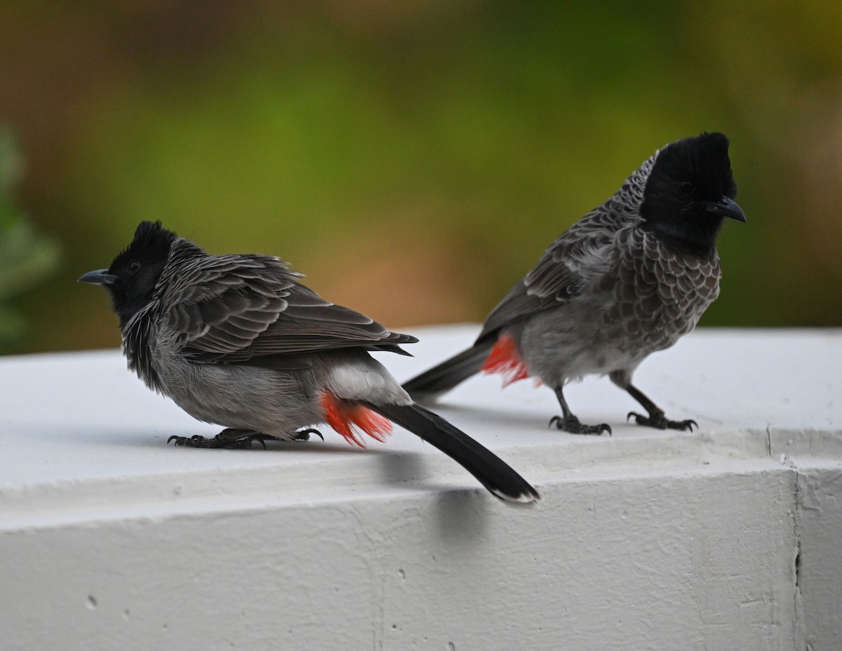 Red-vented Bulbul - ML610655014