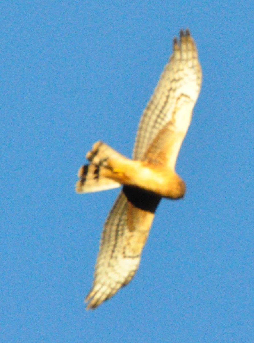 Northern Harrier - Jasper Myles