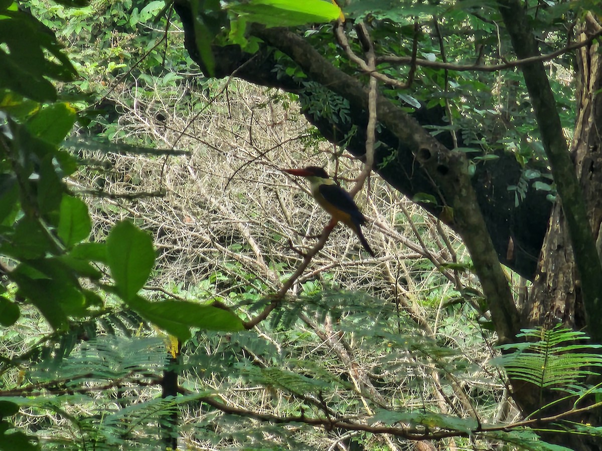 Black-capped Kingfisher - ML610655053