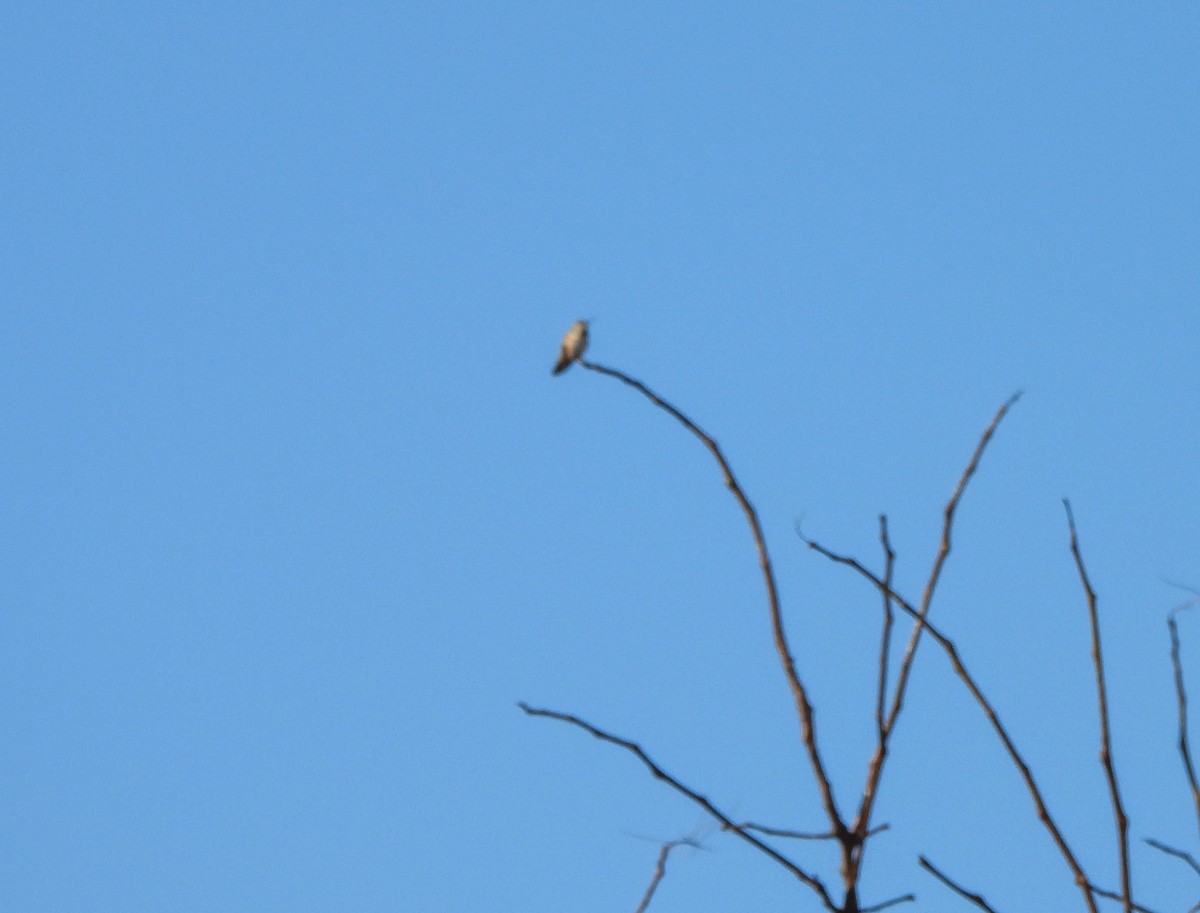 Rufous/Allen's Hummingbird - ML610655097