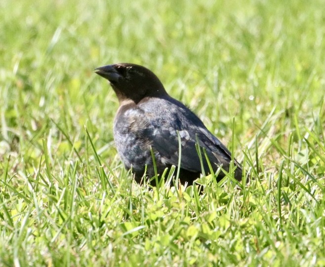 Brown-headed Cowbird - Jim Grieshaber