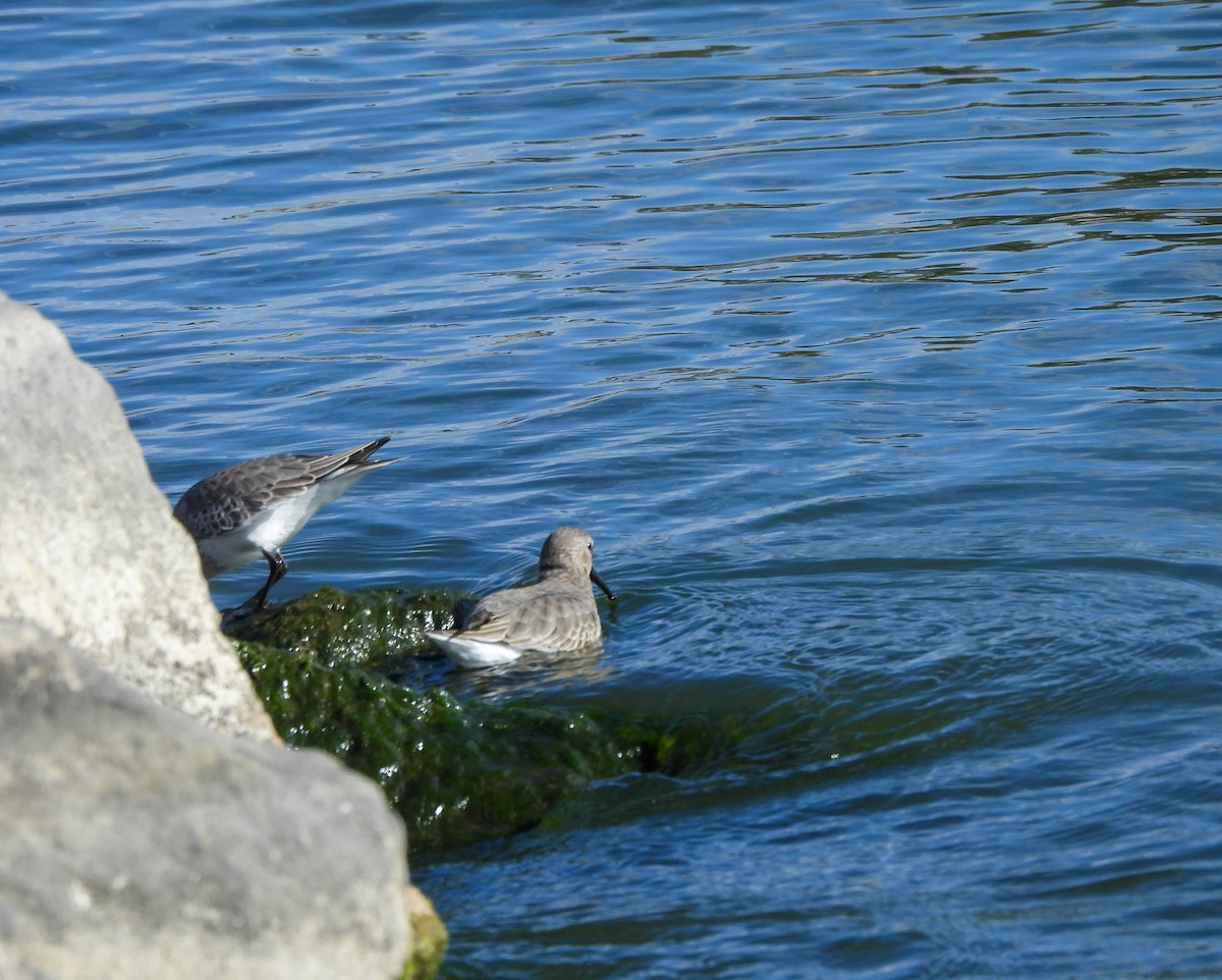 Dunlin - ML610655203