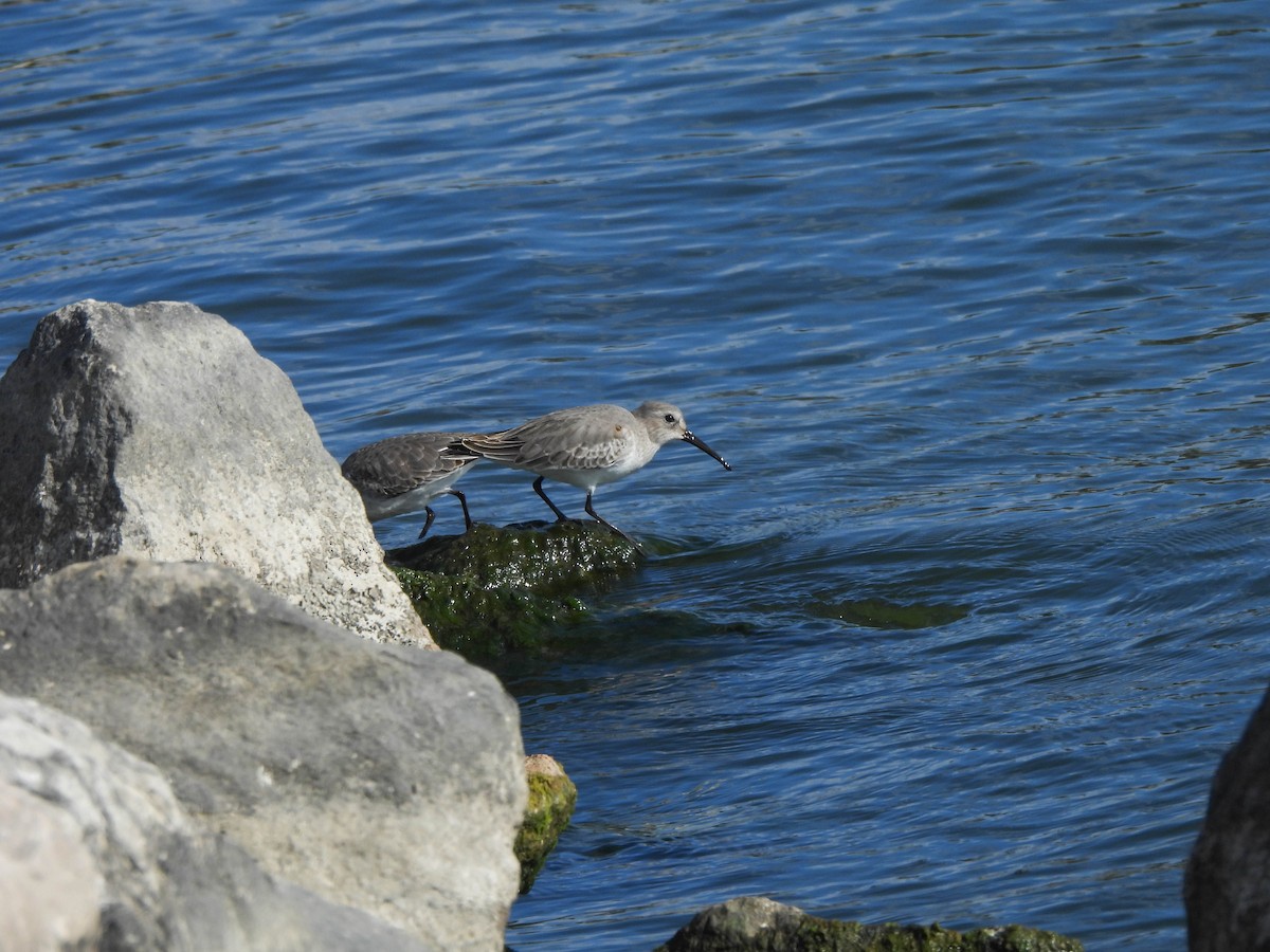 Dunlin - ML610655211