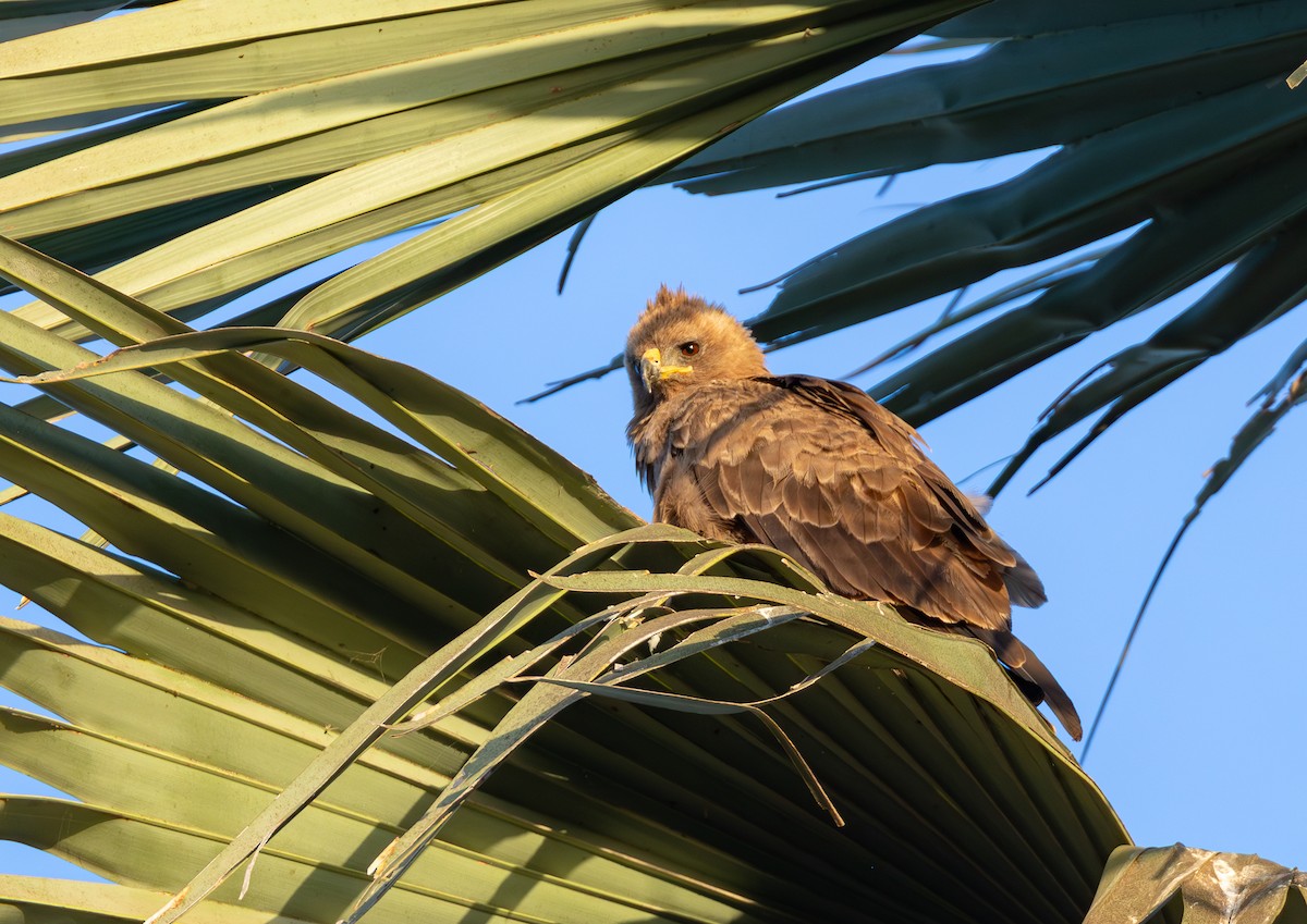 Wahlberg's Eagle - ML610655259