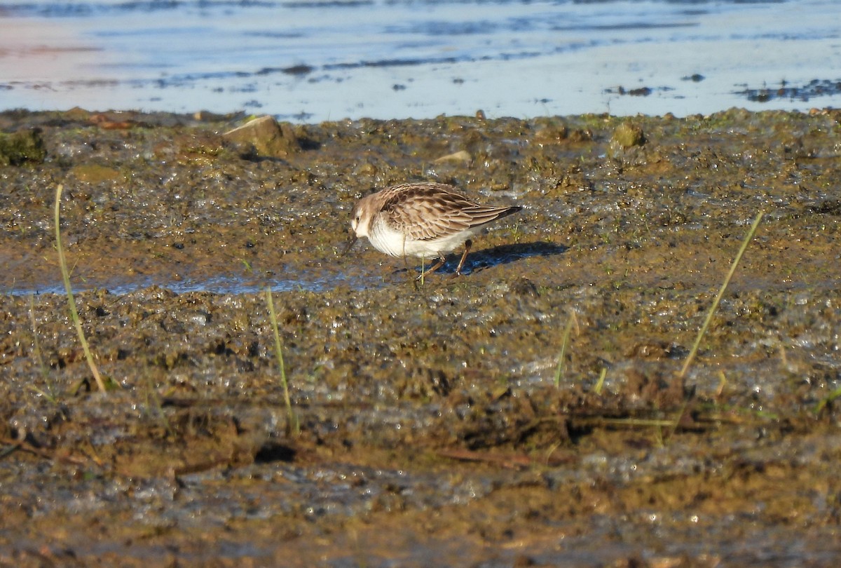 Semipalmated Sandpiper - ML610655263