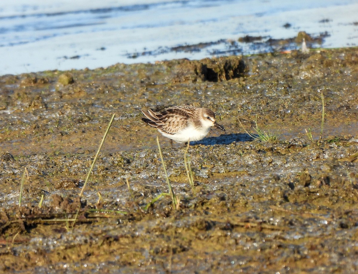 Semipalmated Sandpiper - ML610655264