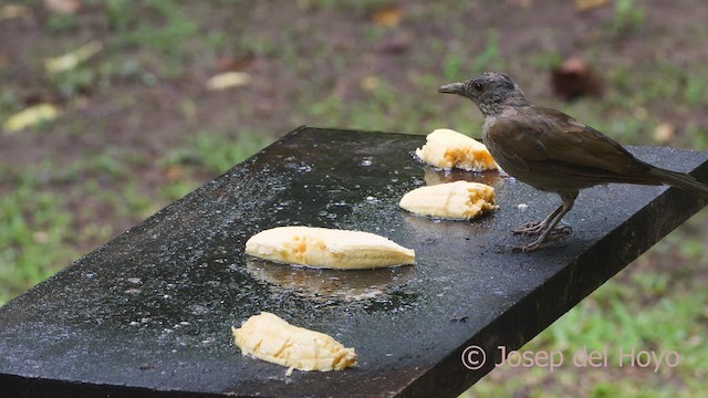 Pale-breasted Thrush - ML610655392