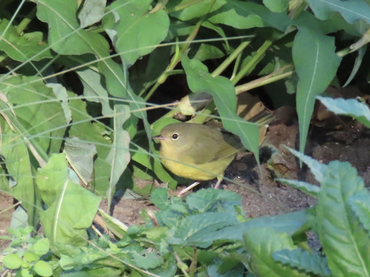 Mourning Warbler - ML610655422