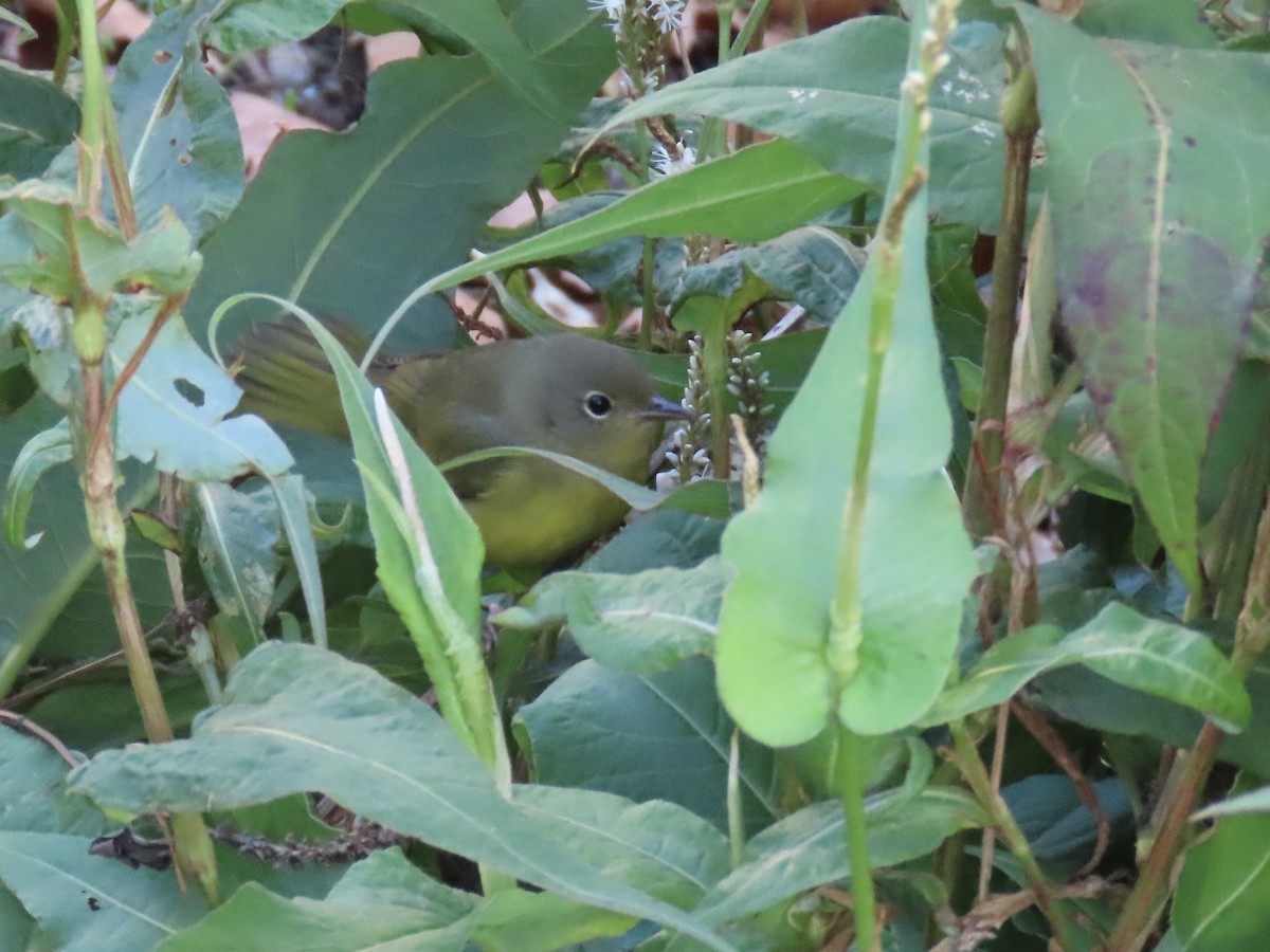 Mourning Warbler - ML610655423