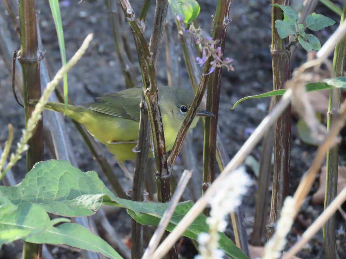 Mourning Warbler - ML610655424