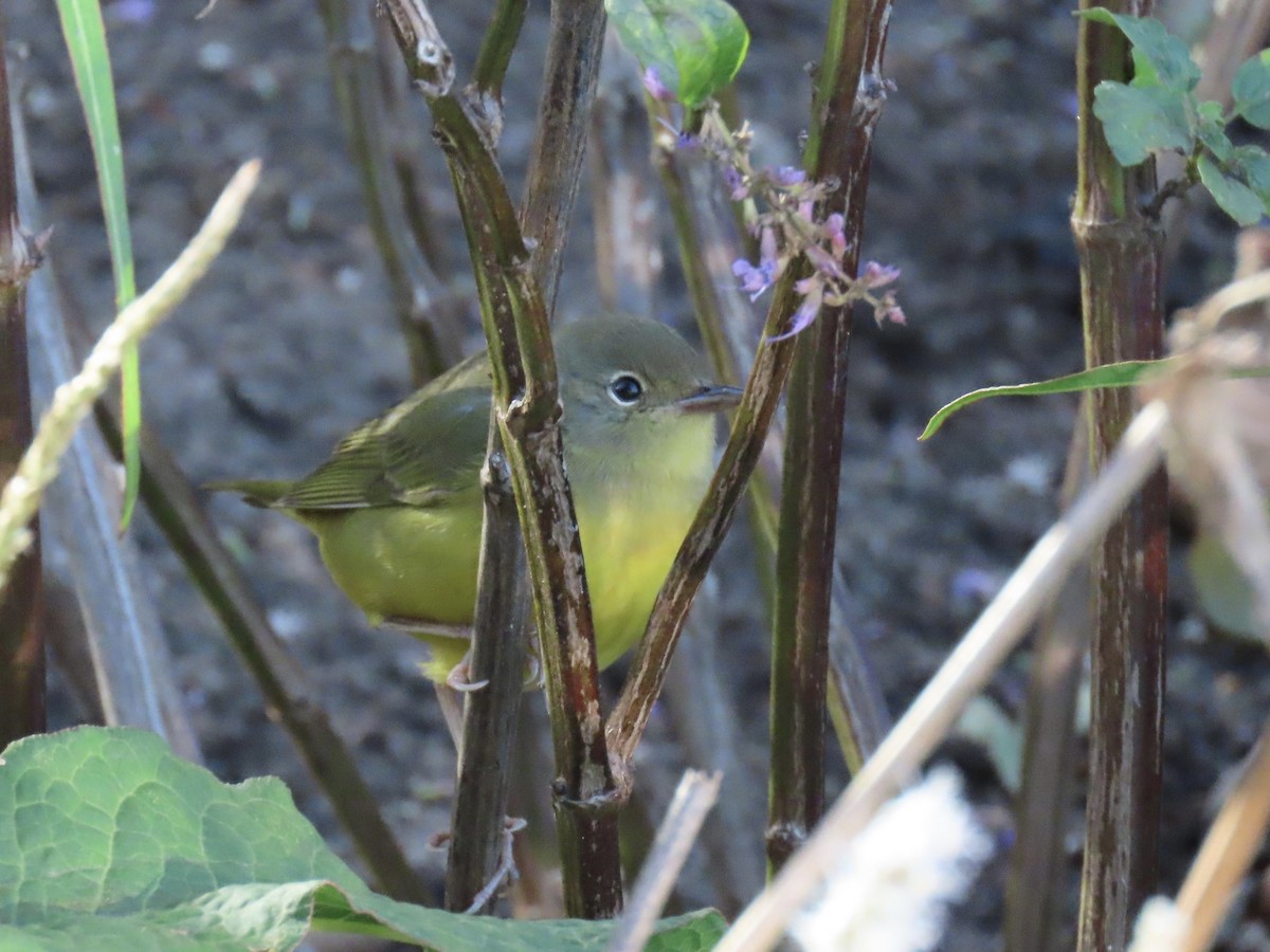 Mourning Warbler - ML610655425