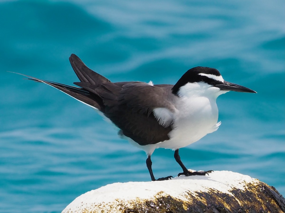 Bridled Tern - ML610655454