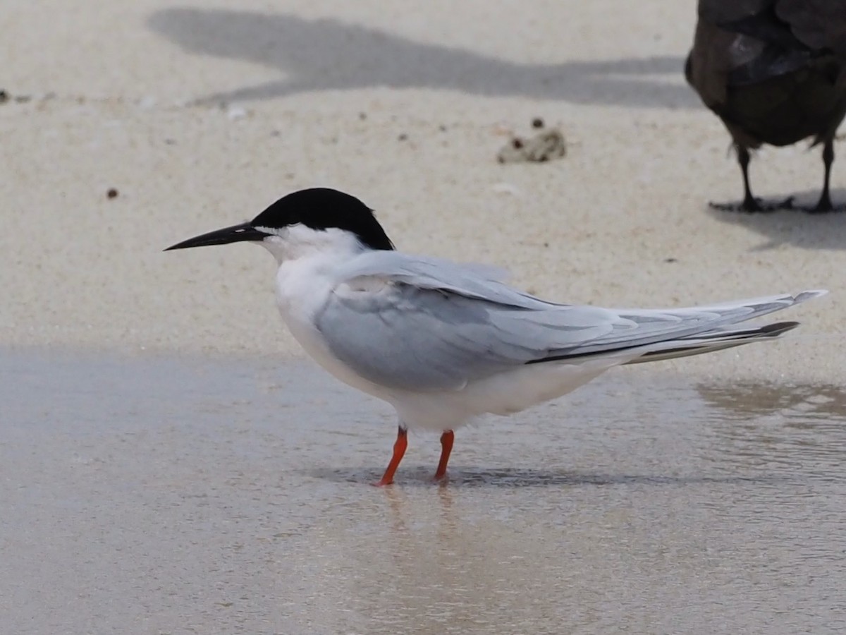 Roseate Tern - ML610655457