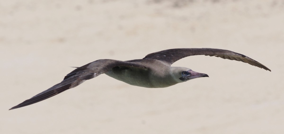 Red-footed Booby - ML610655466