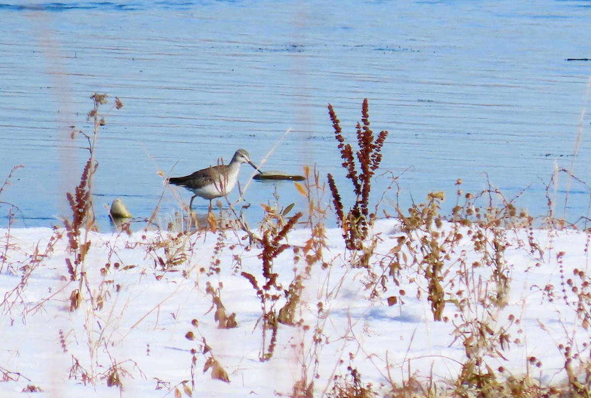 Greater Yellowlegs - ML610655566