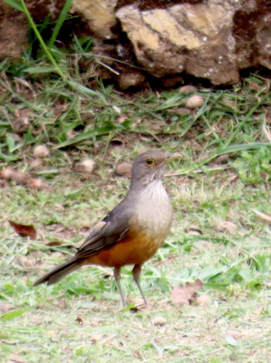 Rufous-bellied Thrush - ML610655632