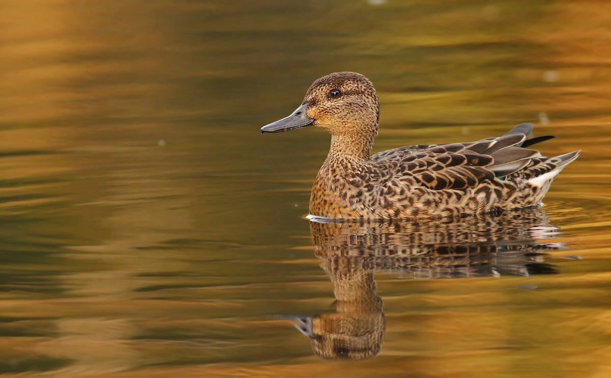 Green-winged Teal - Luke Seitz