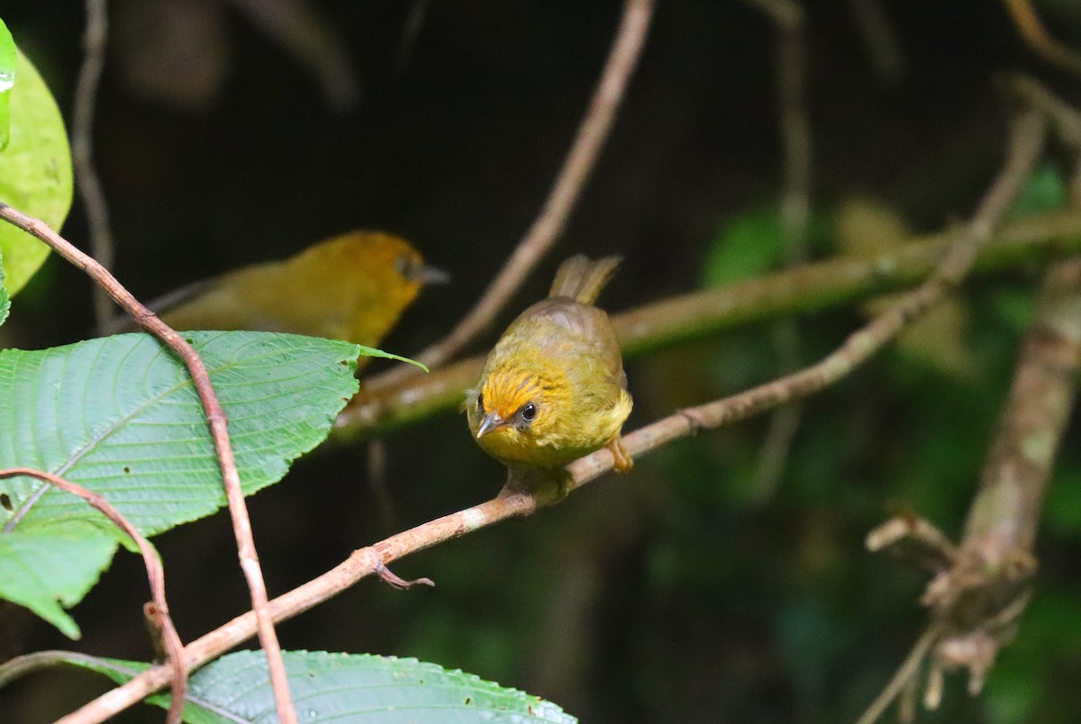 Golden Babbler - Wayne Paes