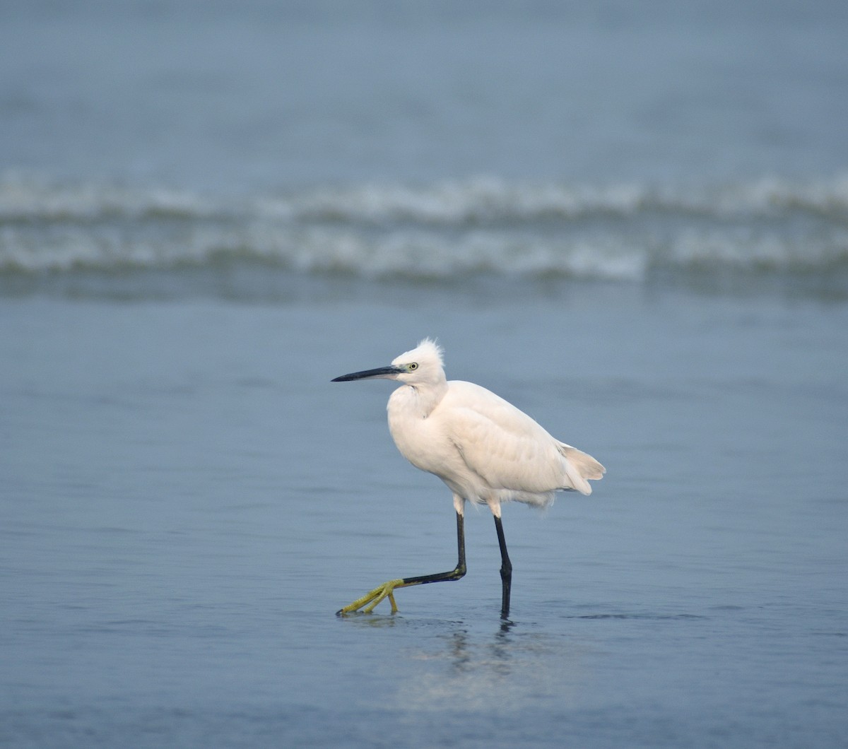 Little Egret - ML610655751