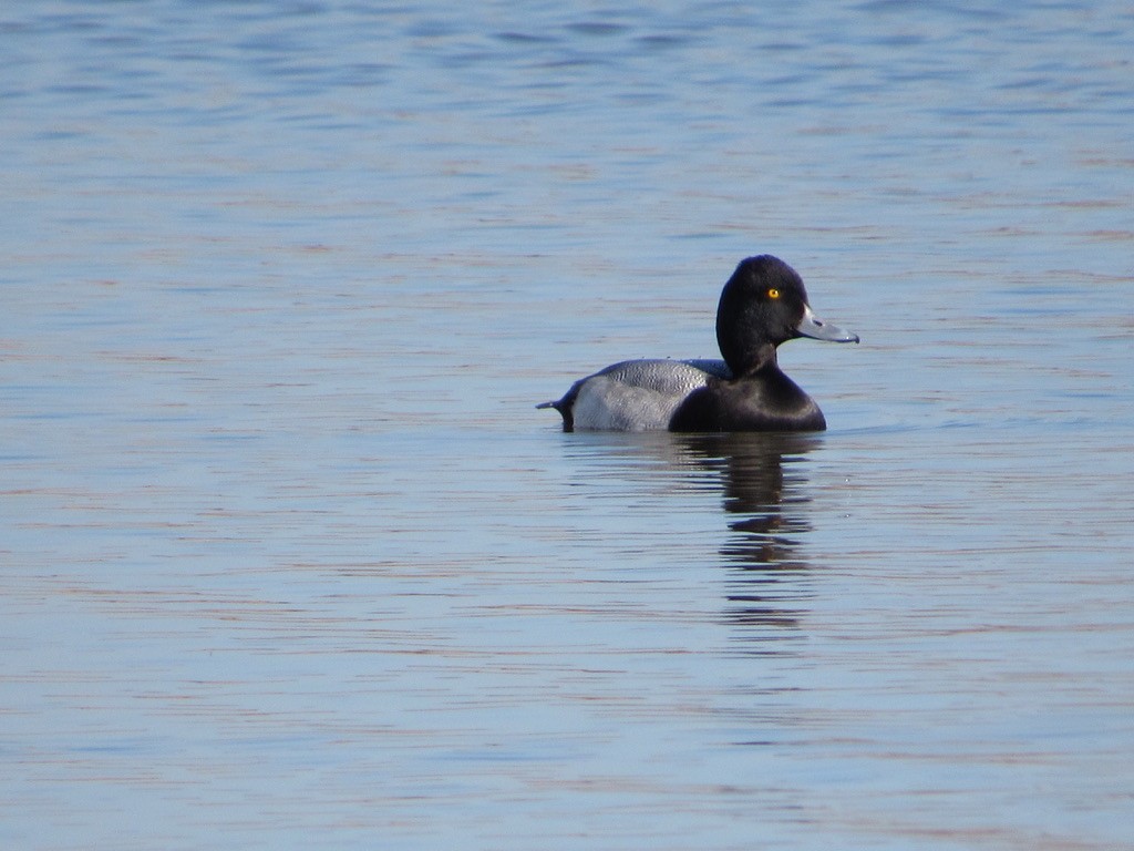 Lesser Scaup - ML610655763