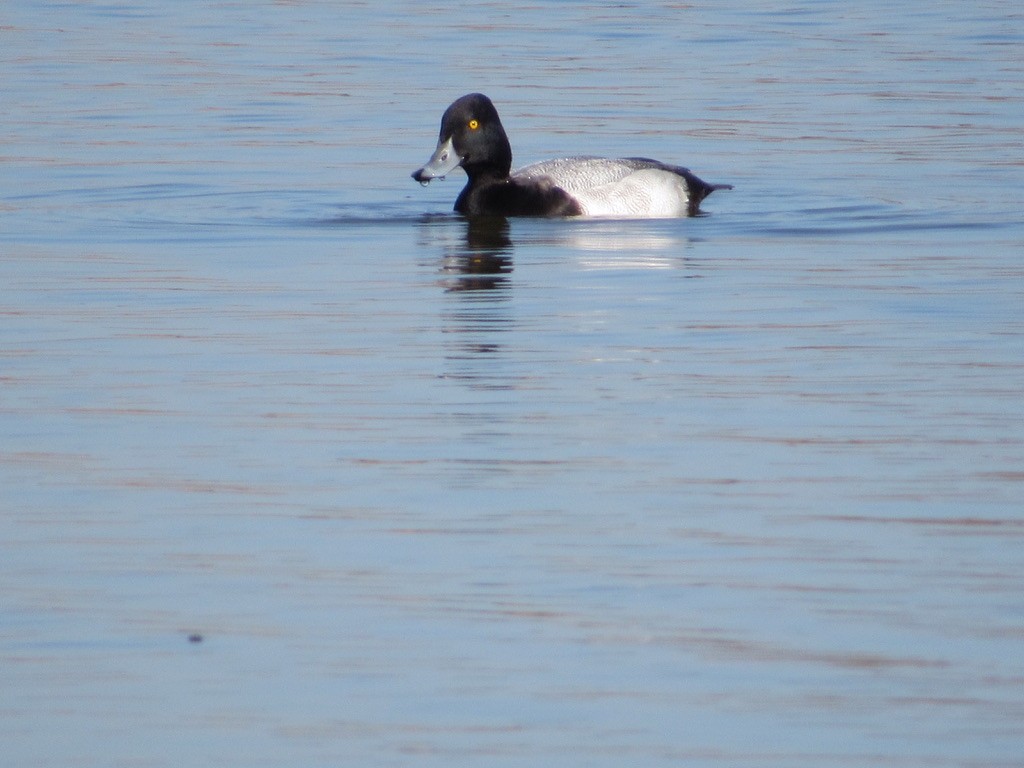 Lesser Scaup - ML610655766