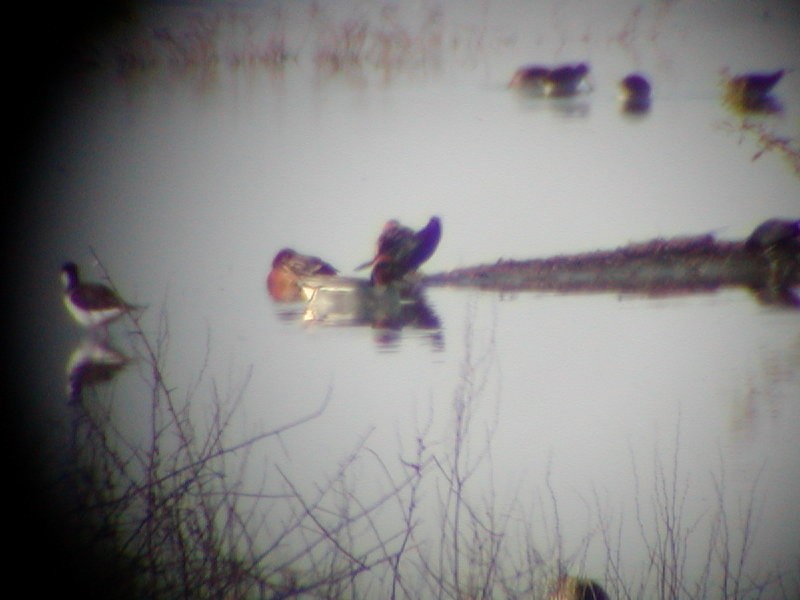 Green-winged Teal (Eurasian) - ML61065581