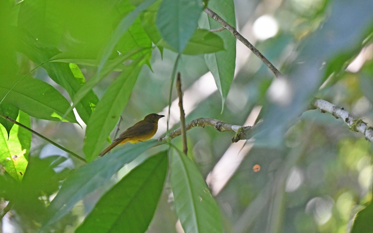 White-winged Shrike-Tanager - ML610655906