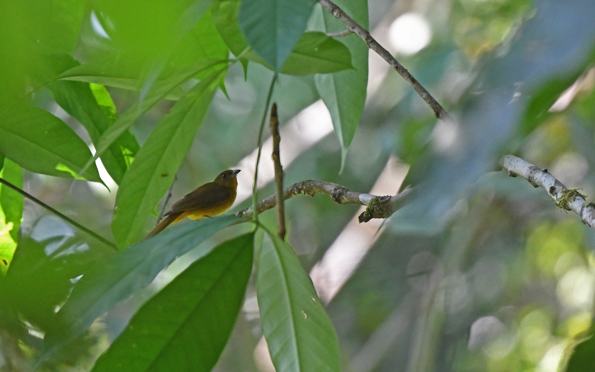 White-winged Shrike-Tanager - Christoph Moning